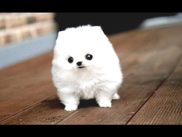 Farty dog