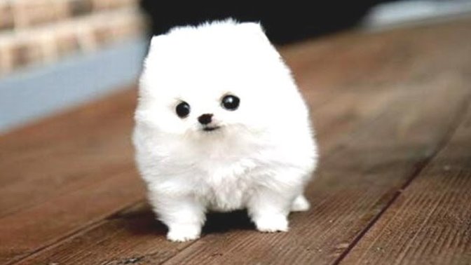 Should I get a cute puppy before a girlfriend?