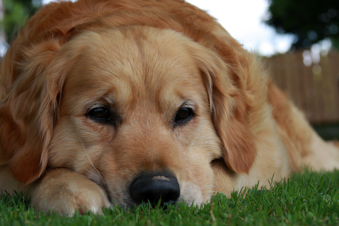 My question is simple, yes to dogs?
