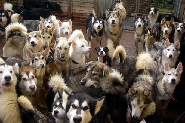 Lots of bitches