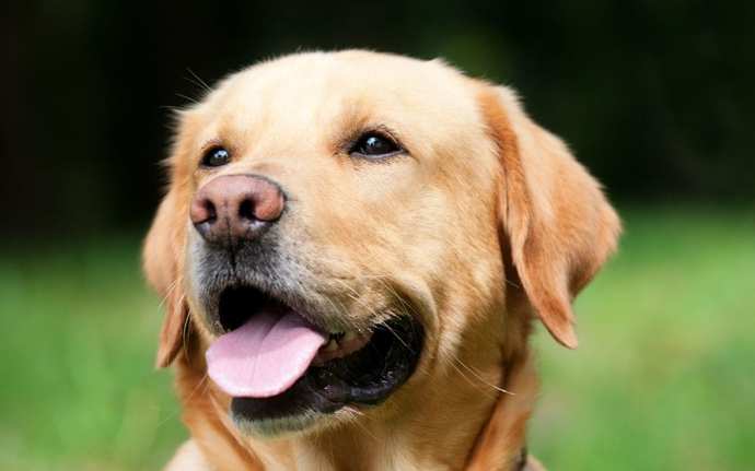 My question is simple, yes to dogs?