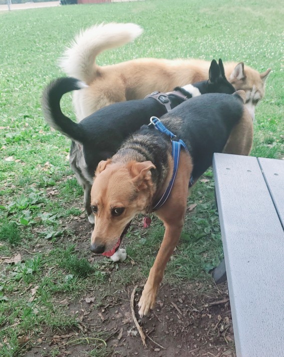 My question is simple, yes to dogs?