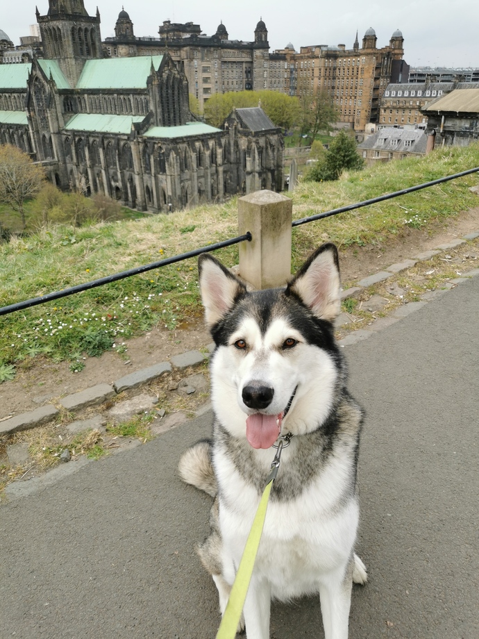 My question is simple, yes to dogs?