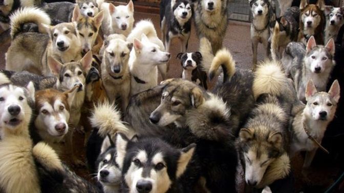 My question is simple, yes to dogs?