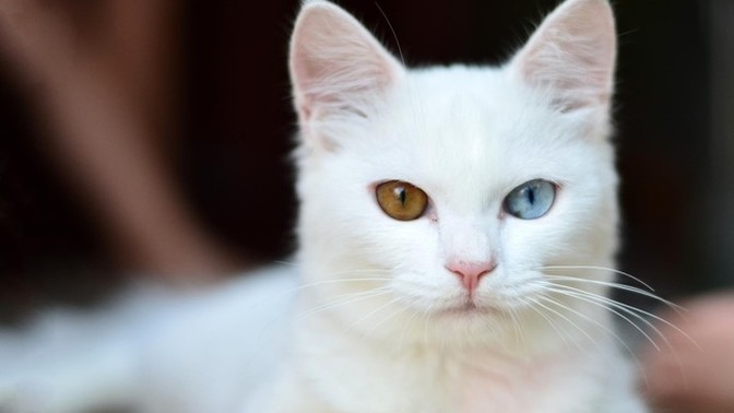 Create your ideal pet?