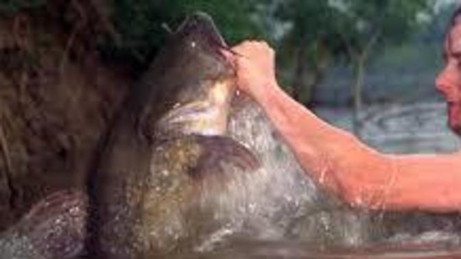 If someone asked you out on a first date to go noodling with them, would you go?