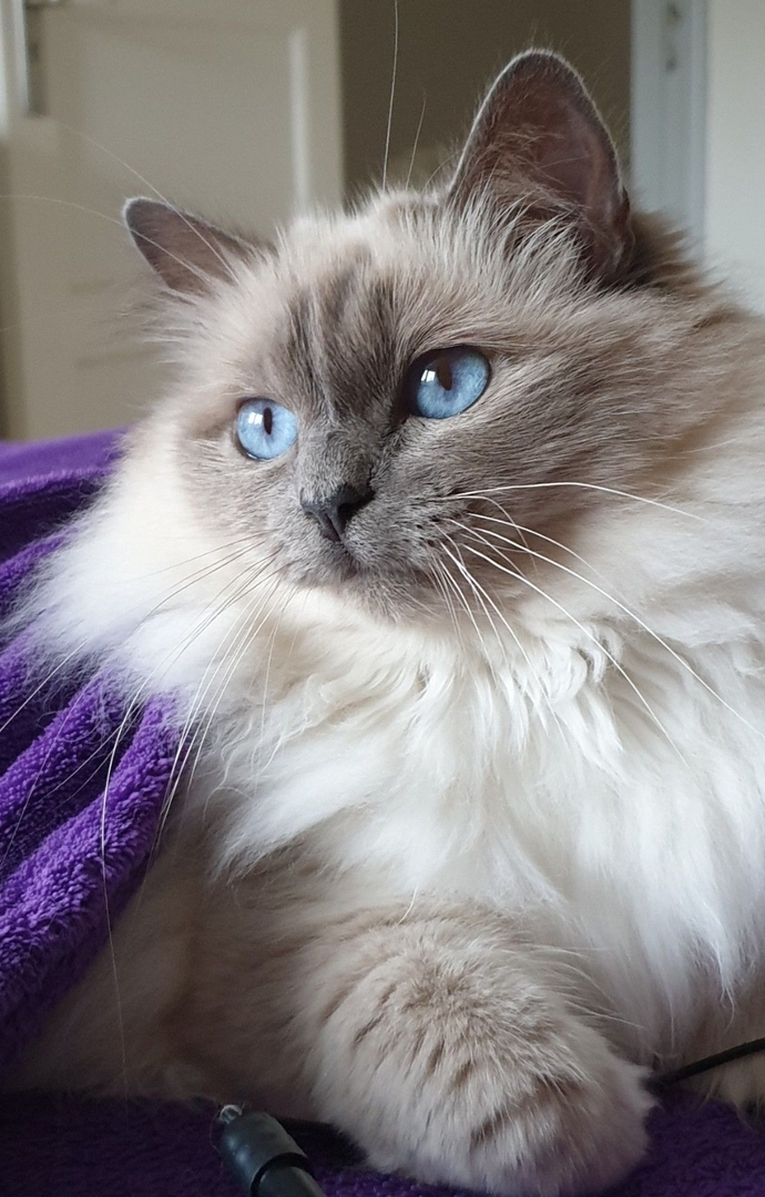 What are some good male cat names?
