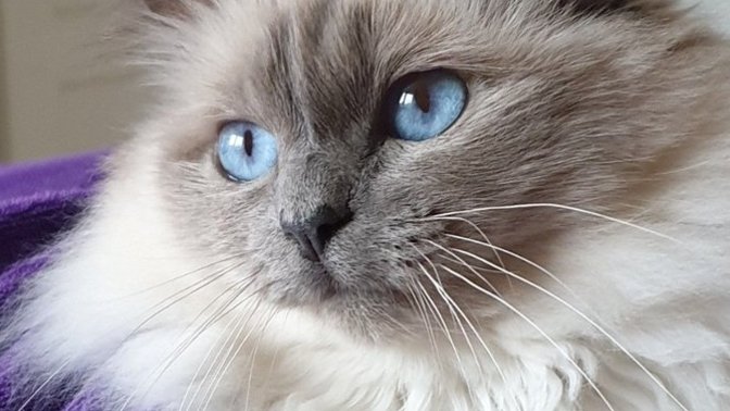 What are some good male cat names?