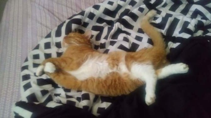 Girls, what strange things does your cat do?