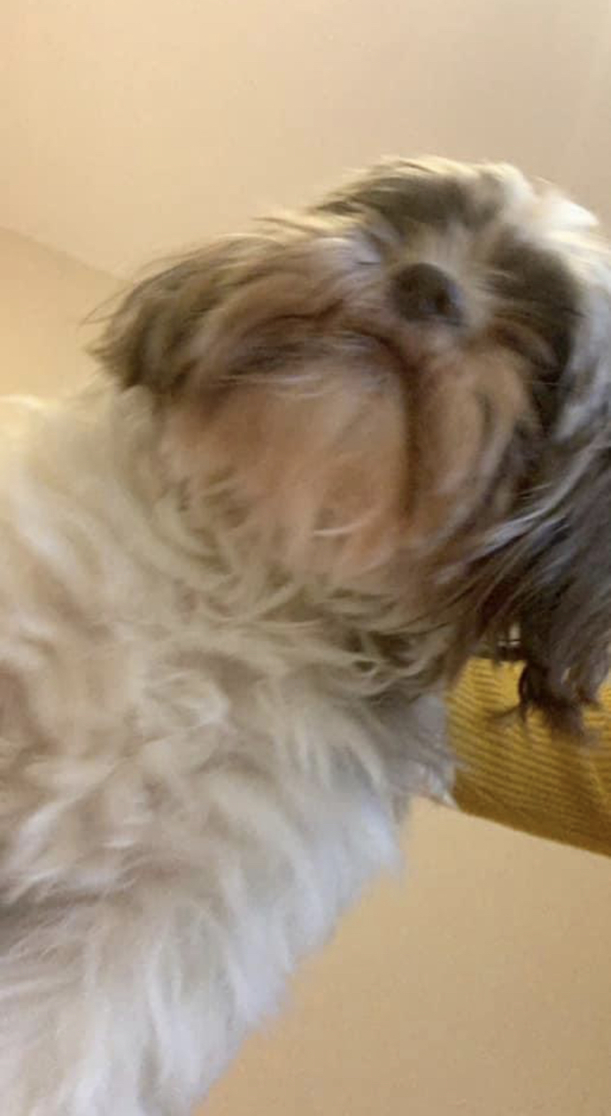 Does he look like a turd?