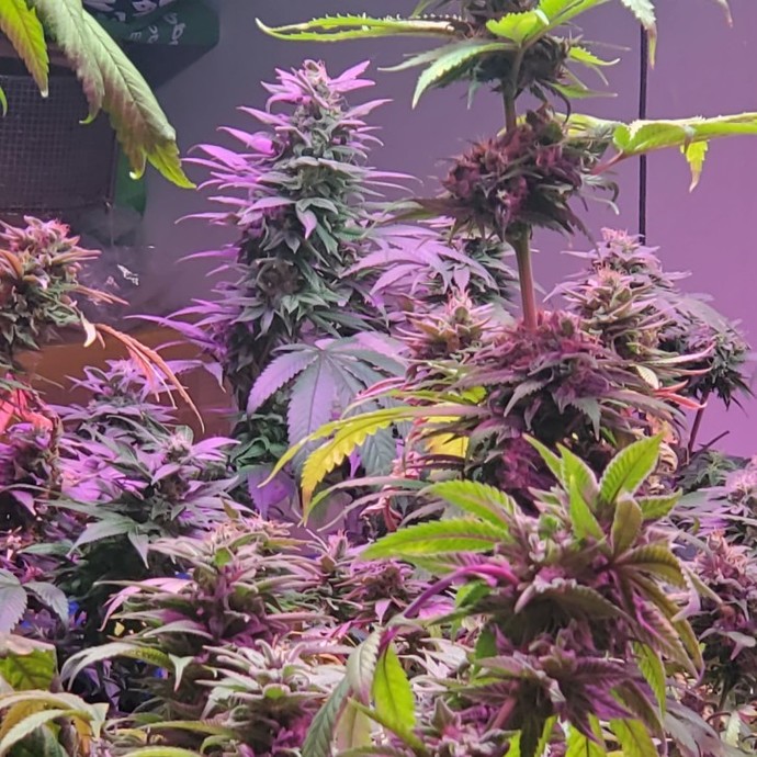Do You Smoke Weed?