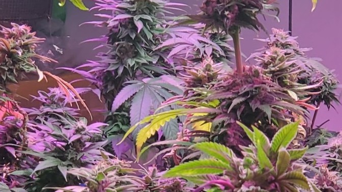 Do You Smoke Weed?