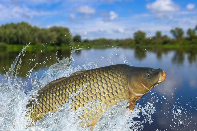 Will the renaming of the Asian Carp to Invasive Carp help quell the xenophobic connotation associated with this rabble-rousing fish?