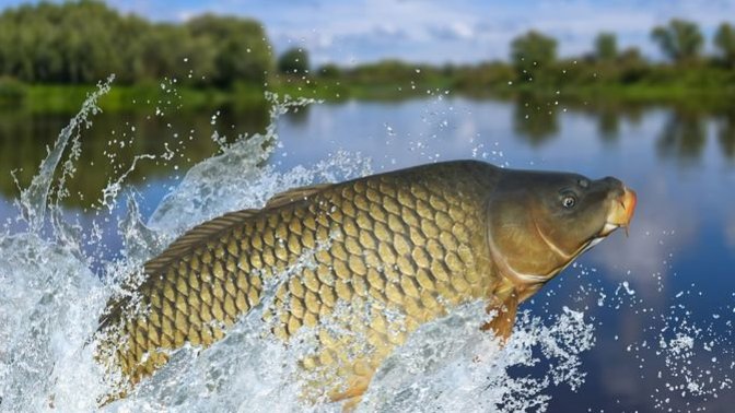 Will the renaming of the "Asian Carp" to "Invasive Carp" help quell the xenophobic connotation associated with this rabble-rousing fish?