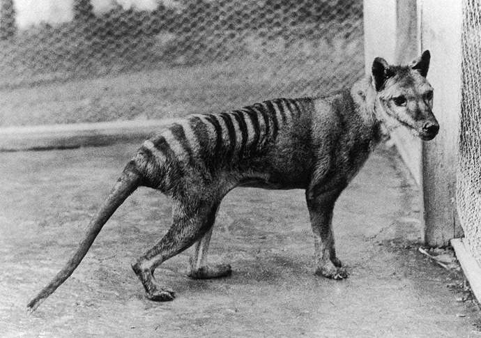 Which Extinct Animal Do You Think They Will Find Next ?