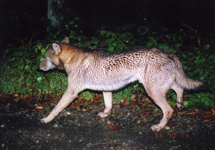 Which Extinct Animal Do You Think They Will Find Next ?