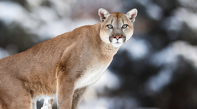 Which Extinct Animal Do You Think They Will Find Next ?