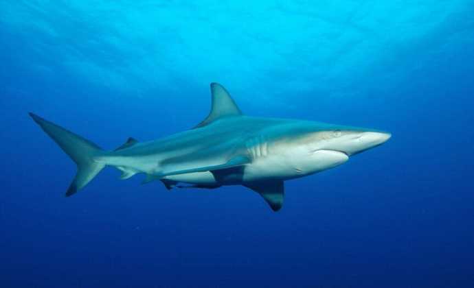If you were swimming in the open ocean, which of these scenarios would be more frightening?