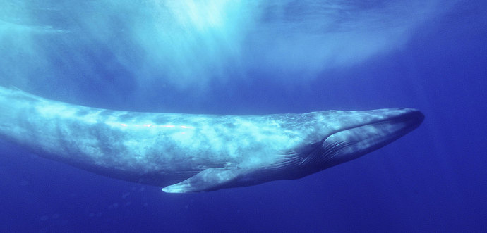 If you were swimming in the open ocean, which of these scenarios would be more frightening?