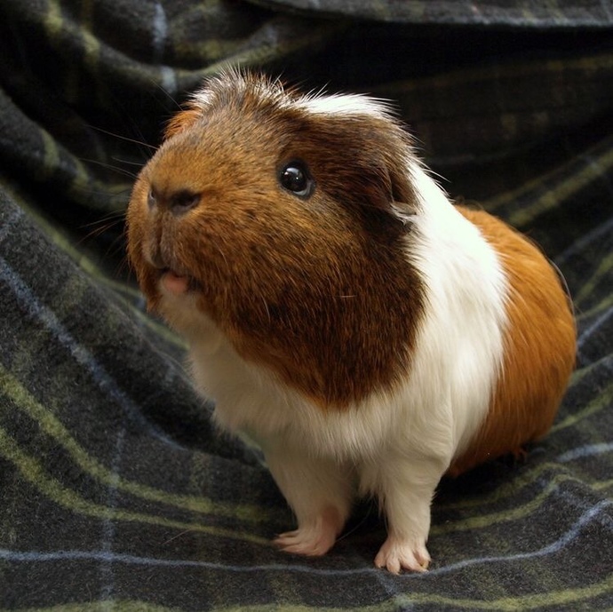 Do you find guinea pigs cute?