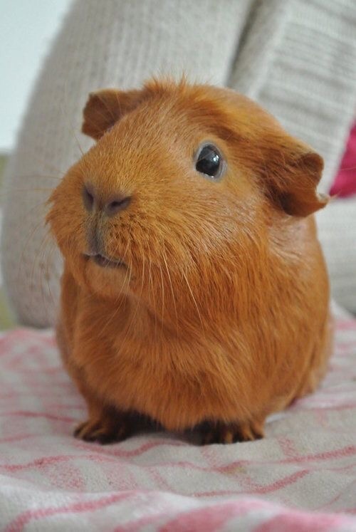 Do you find guinea pigs cute?