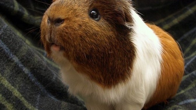 Do you find guinea pigs cute?