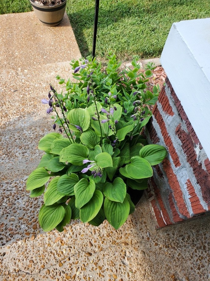 Does anyone know what plant this is?