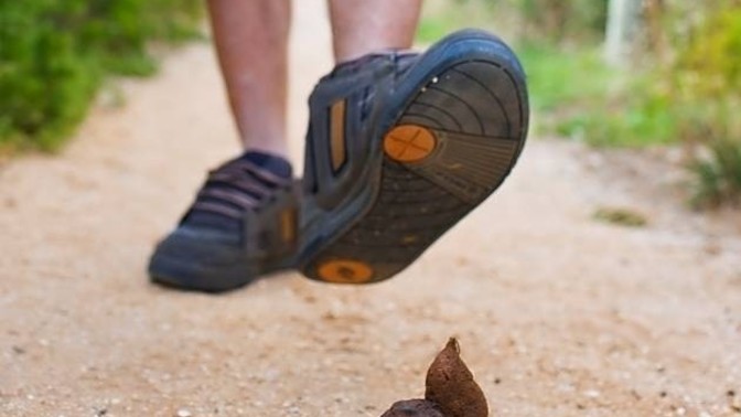Anyone else wish there were parks where NO DOGS were allowed so that you could walk barefoot without worrying about stepping in shit?