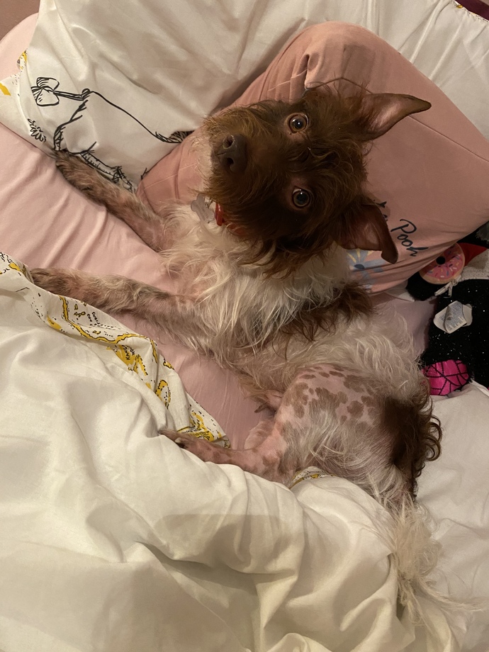 Do you think my dog is cute?