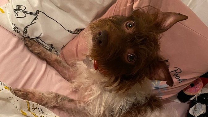 Do you think my dog is cute?