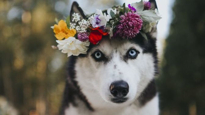 Why do humans treat dogs better than they do actual humans?