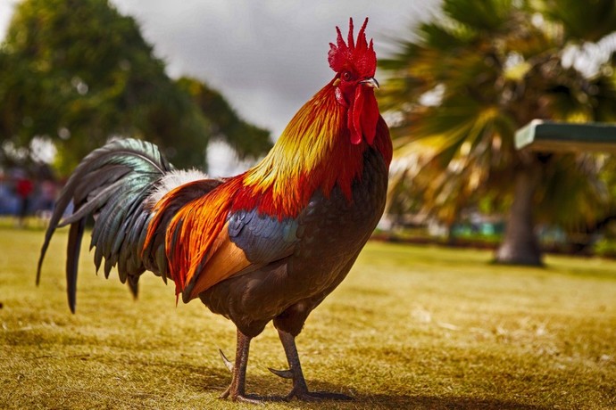 Would You SLAP Your Chicken Or BUY A CHICKEN SLAPPER To Cook Your Meat?