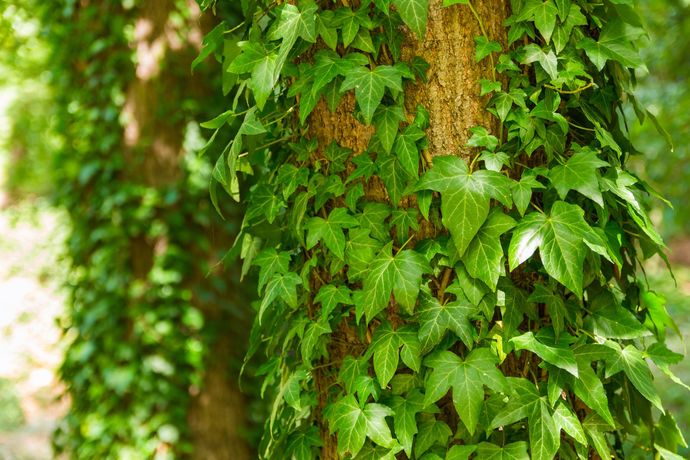 Should We Create Jobs For High School And College Students To Remove English Ivy From Our Forests?