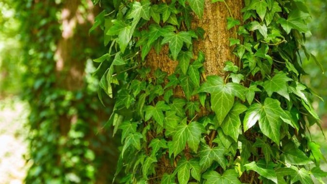 Should We Create Jobs For High School And College Students To Remove English Ivy From Our Forests?