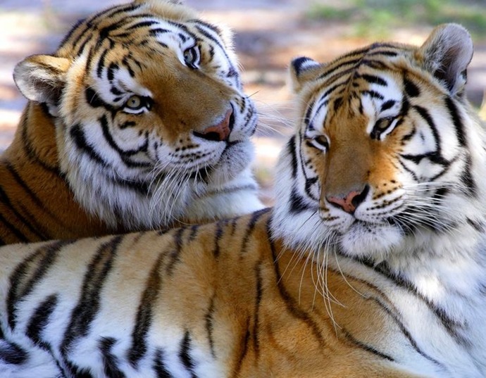 Is it weird that as a guy, I love cuddling? GirlsAskGuys