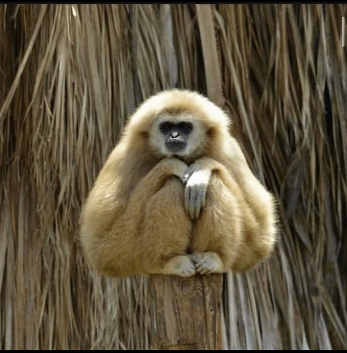 What animal are you most like?