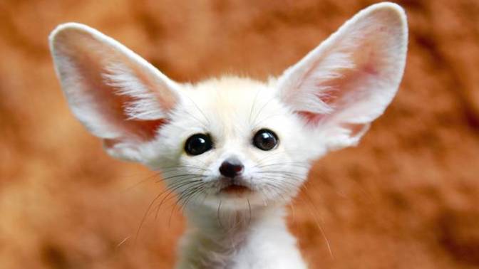 What animal are you most like?