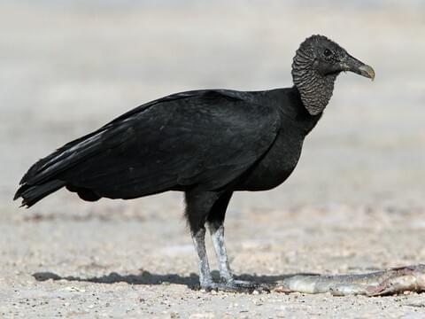 The Black Vultures are coming for your cattle and pets , you see any?