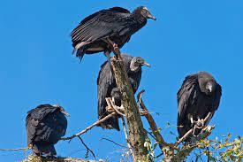 The Black Vultures are coming for your cattle and pets , you see any?