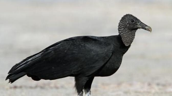 The Black Vultures are coming for your cattle and pets , you see any?