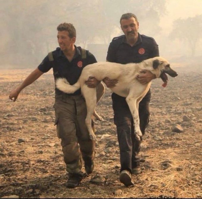 Turkey is burning?