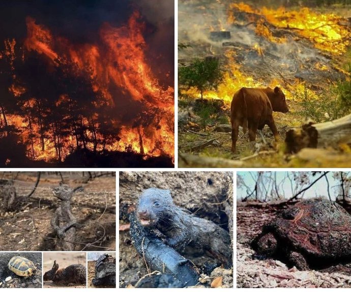 Turkey is burning?