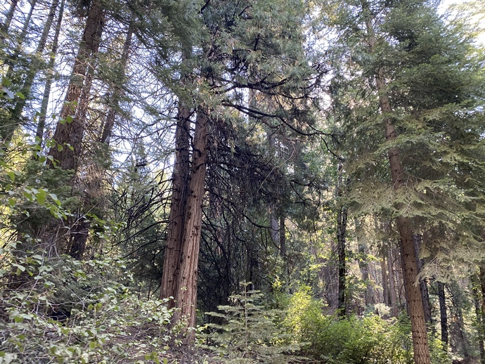 Have you ever been to Yosemite?