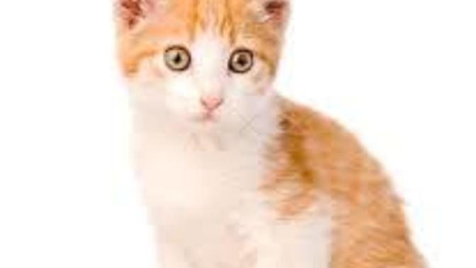 Do you agree that a cat's body shape is beautiful? And why?