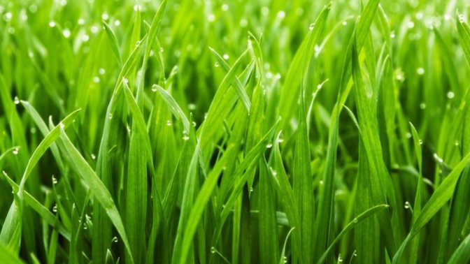 The Grass Is Always Greener On The Other Side & If You Could Change The Grass On The Other Side What Would You Change It To?