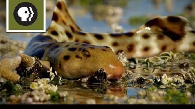 Did You Know That This Cute Shark Can Walk On Land?