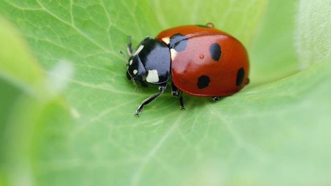 What would you call a male ladybug?