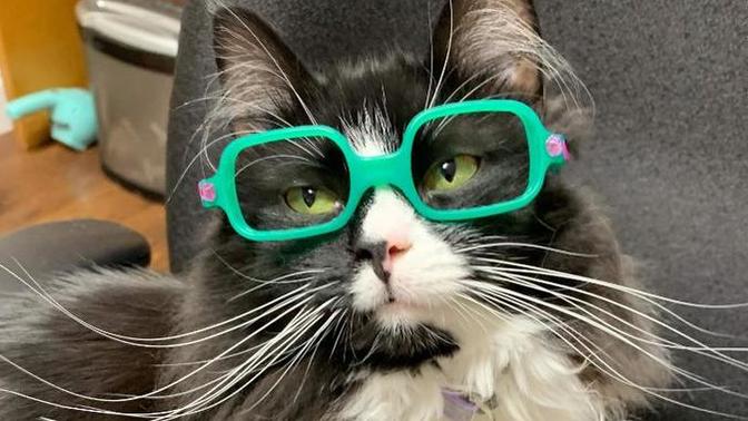 Are Cats Smarter than Anti-Vaxxers?