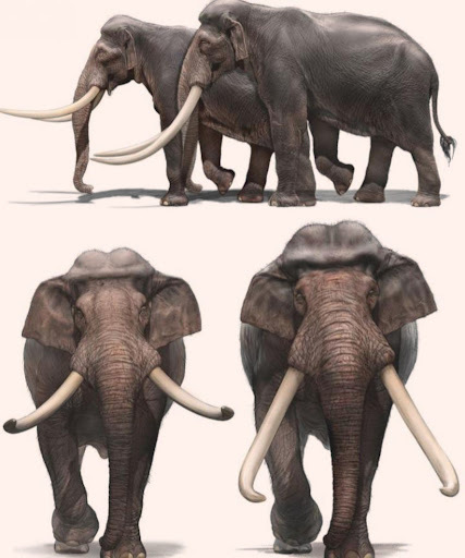 Which extinct elephant reminds you most of the mumakil from LOTR, Palaeloxodon namadicus or Stegotetrabelodon?