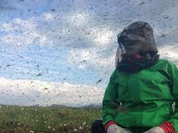 Did you know West Nile virus kills 4% of those who get it, what should we do?